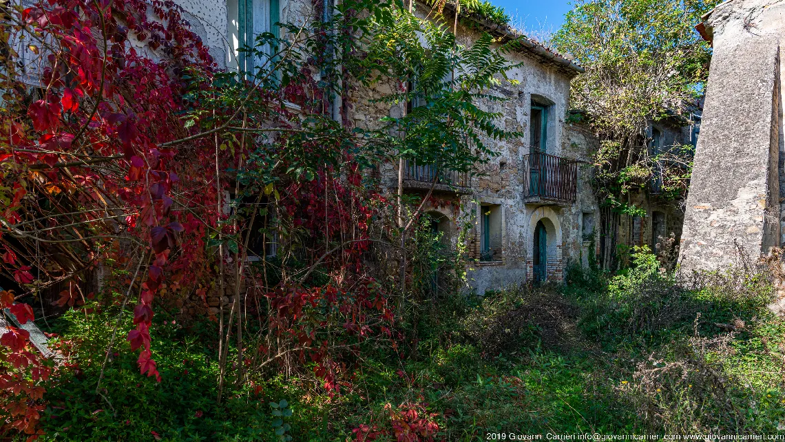 Le rovine e le piante