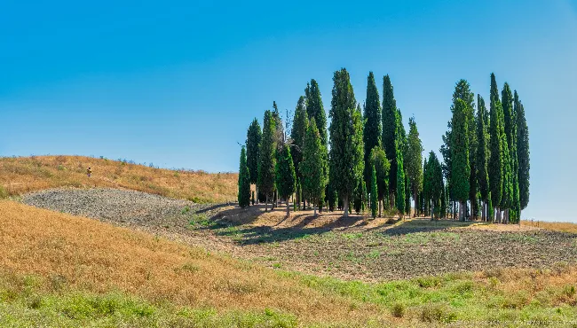 The cypress trees of San Quirico d'Orcia: a Tuscan symbol